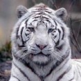 /album/galerie-photos/tigre-blanc-jpg/